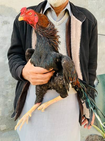 Aseel murgha for sale