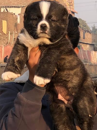 Alabai | King alabai | Central Asian Shepherd | puppies pair | dog