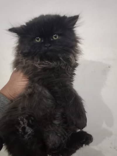 CASH ON DELIVERY CUTE PERSIAN KITTENS TRIPLE COAT PUNCHFACE blue eye