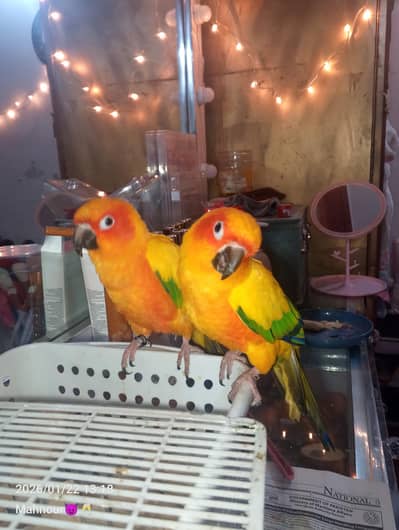 sun conure hand tame pair