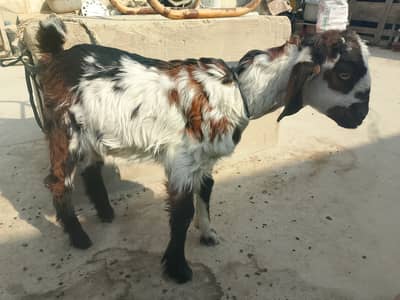 ,4 months Bacha tapra