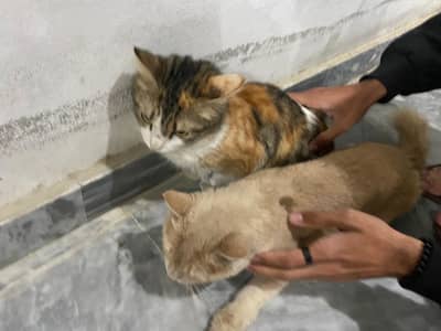 2 Persian Male n Female Cat Pair