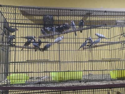 Java and Gouldain finches