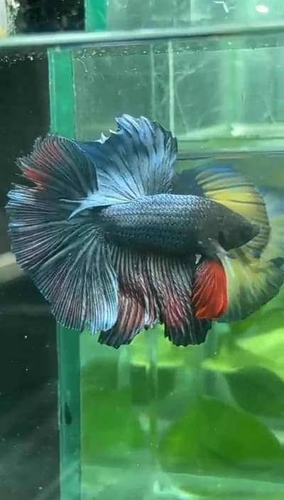 Healthy betta fish ready for breeding
