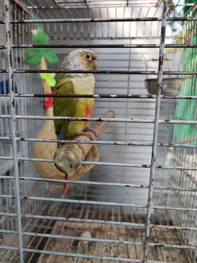 pineapple green conore