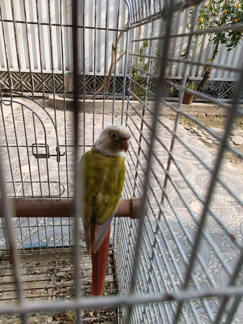 pineapple green conore — photo 4