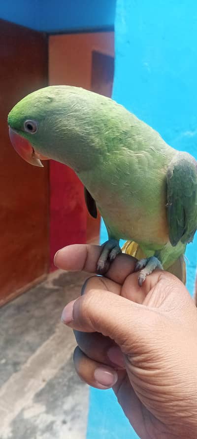 Raw pahari hand tamed phatta