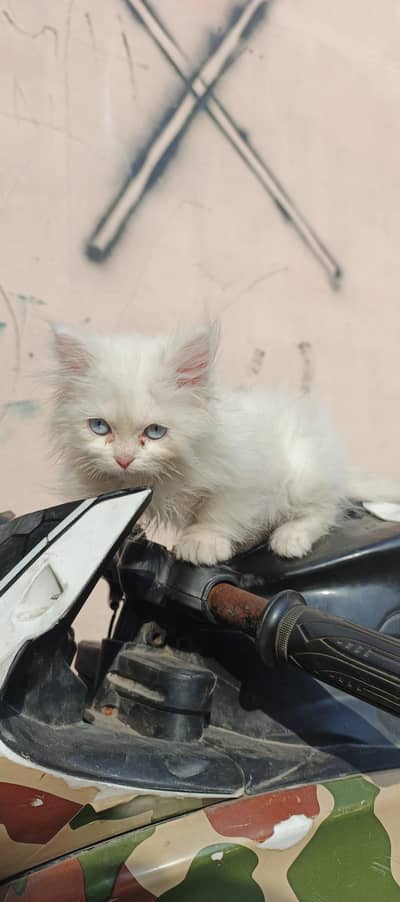 Flash and Ferry for sale in reasonable price