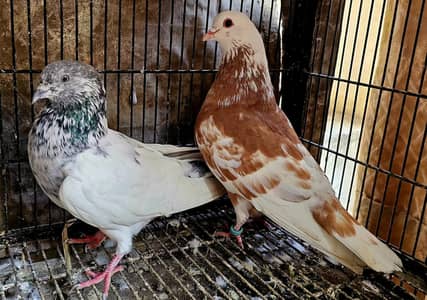 sherazi khal male and high flyer female