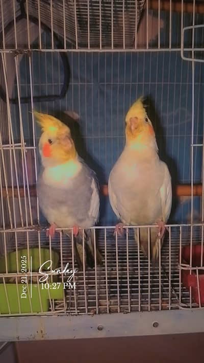 cocktail hand tame pair