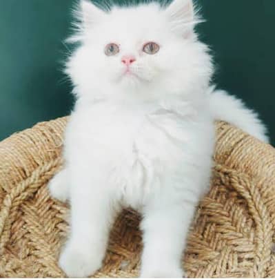 Persian kitten