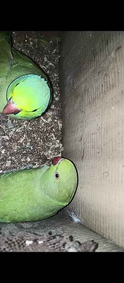 Ringnick confirm breeder split and pied pairs