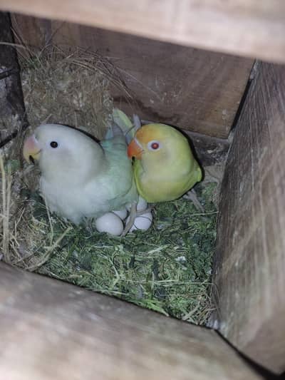 Breeder pair Cremino Into Albino