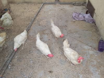 hena eggs laying for sale farmii