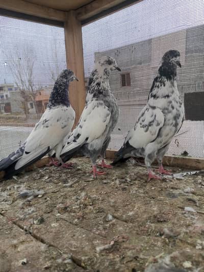 pathaiy aur pathiyaan hain