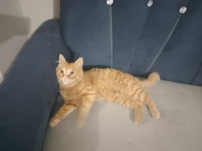 Male cat (who can take care of it - Free)