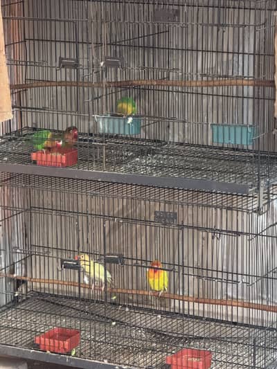 Love birds with cage  for sale cnfrm breeder pair