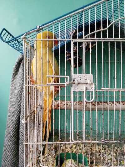 Yellow ringneck parrot female or lady gold ki female h