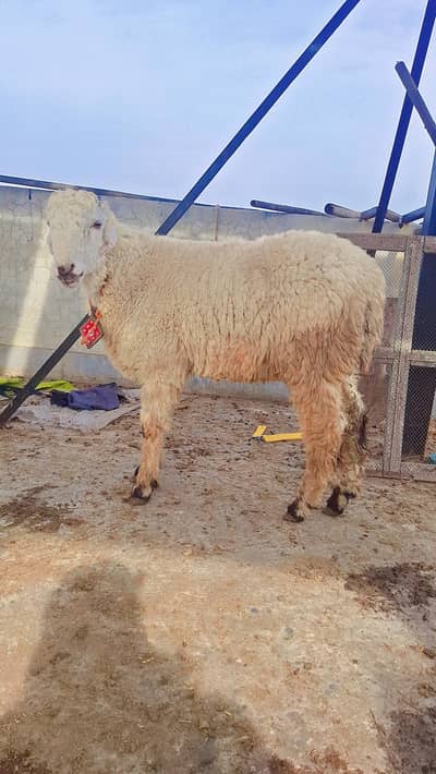 Chatry for sale 4.5 age