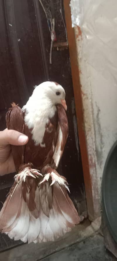 karbalai pathe he 0 kali