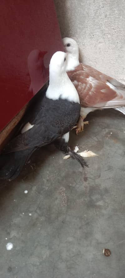 karbalai pathe he 0 kali