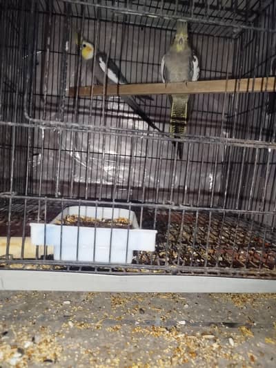 Breeder Grey Pair For Sale With eggs