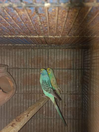 Rainbow working pair for sale