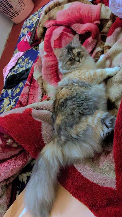 Persian 6 month female cat