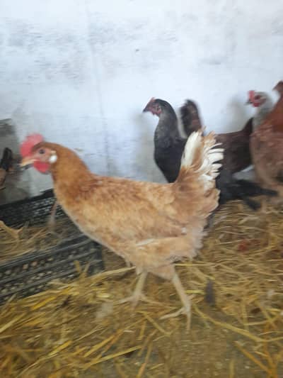 goldan Masri Satar Murgi for sale