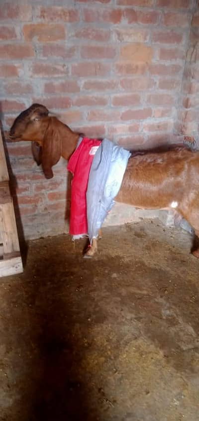 bakri pure beetal nagra