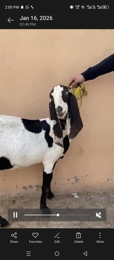 Beetal bakri With Female Kid for sale