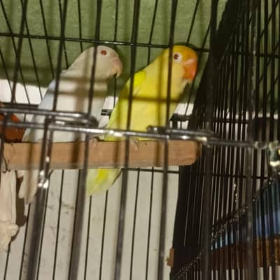 lovebird creamino x albino red eyes