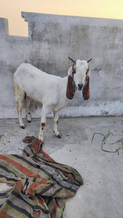 Female Goats for sale