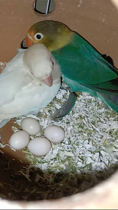 100% Confirm Breeder Pair