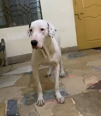 bully phatha 0322_6658_743