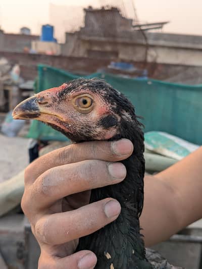 aseel mushka Madi+Heera paper white male for sale