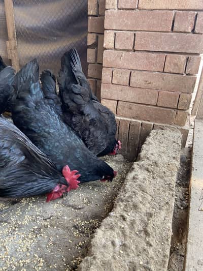 Breeder Australorp