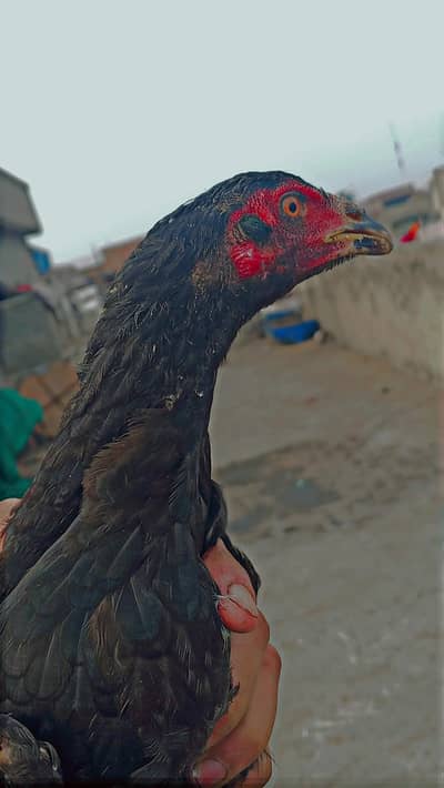 Brazilian,panas pakoye,Thai mix breed