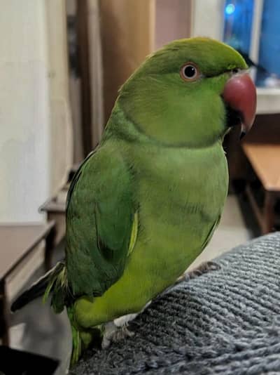 Green parrot female