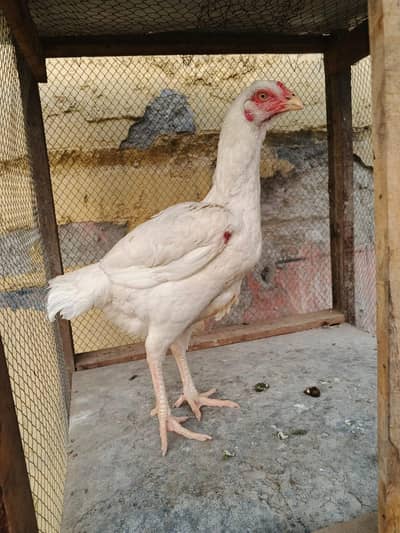 paper white heera whtsap 03135603400