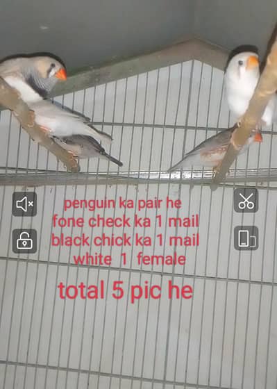 finches