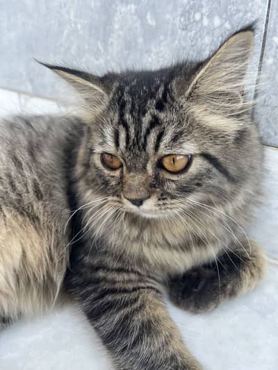 PERSIAN CAT