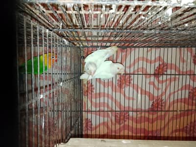 breeder pairs love birds