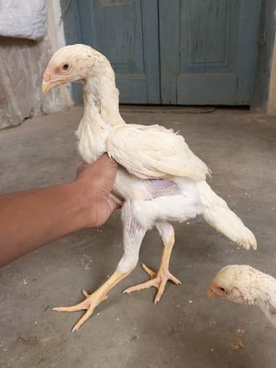 HIGH QUALITY WHITE GERMAN SHAMO PAIR