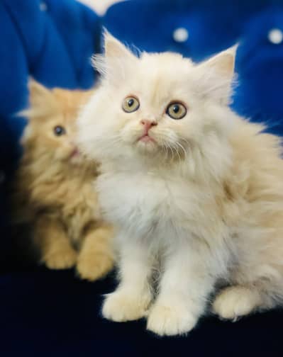 Persian punch face  Male kitten triple coated