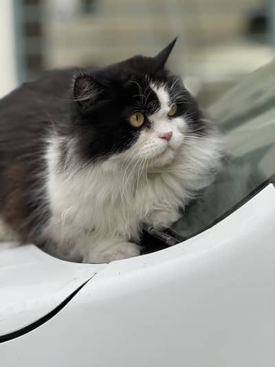 Pure Persian Male Cat for Sale – Faisalabad