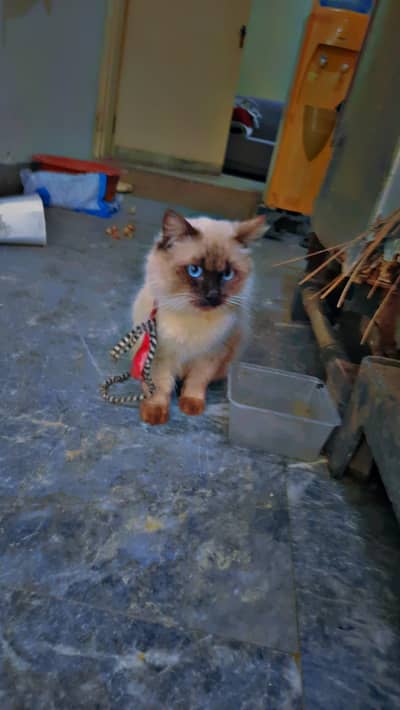 cat bohat playfull ha