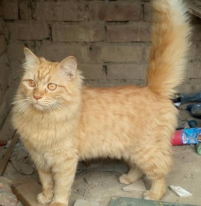 persion brown male good health and long coat hair very lovely cat
