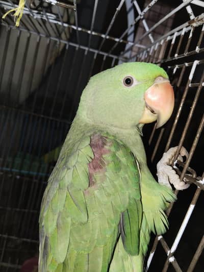 Raw Parrot Female Healthy and Active Good size,