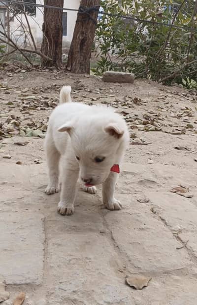 White pista . wolly coat dog puppies sleep